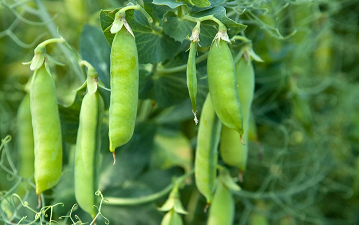 Chần sơ đậu Hà Lan với nước sôi sẽ rồi mới bỏ vào tủ lạnh