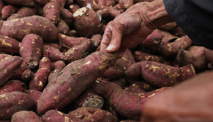 Nên để khoai lang ở nơi khô ráo thoáng mát, không có ánh nắng mặt trời