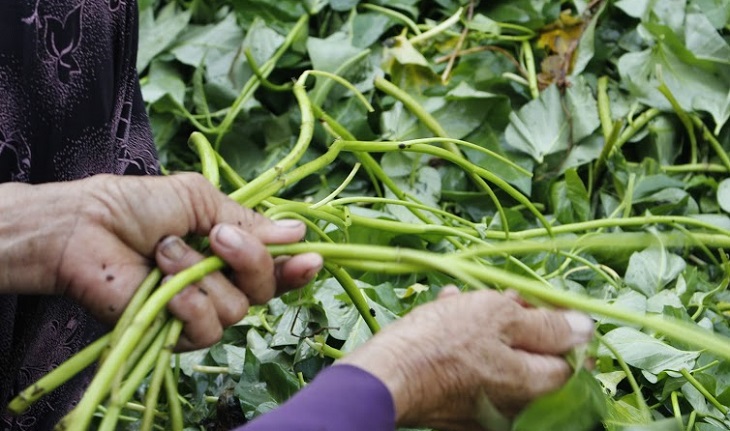 Cần xem kỹ rau, củ rồi nhặt bỏ những phần rau bị sâu