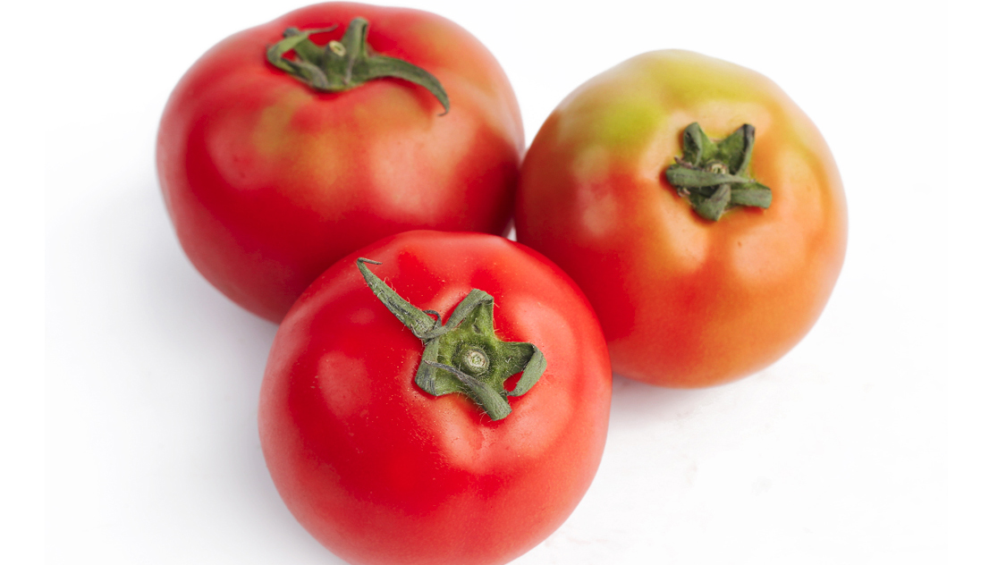 Chọn cà chua qua chất lượng